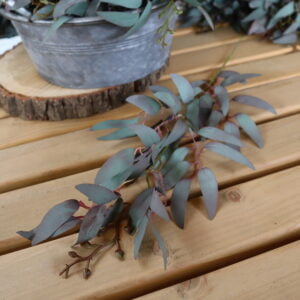 Ruscus, vintage - Image 1