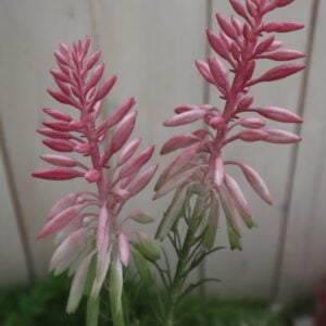 Aloe vera ružová - Image 2