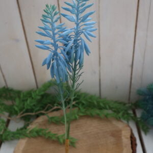 Aloe vera modrá - Image 1