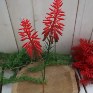 Aloe vera červená - Image 1