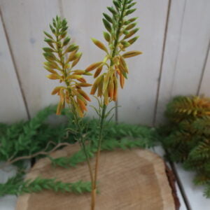 Aloe vera oranžová - Image 1